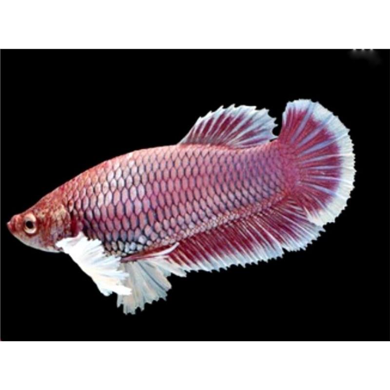 Betta Plakat Big Ears Female Mix - imagine 3